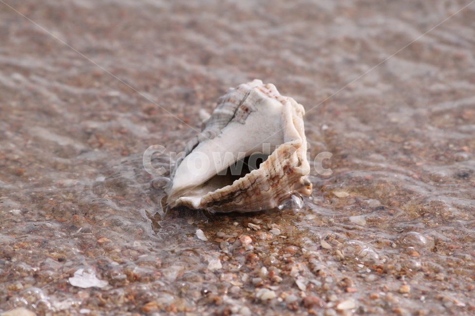 바다,소라,sea,해변,여름,summer,해변,바다,beach,sea