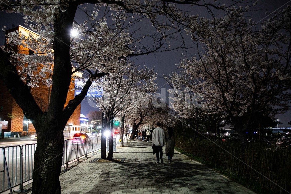 springnightview,yeouidocherryblossomroad,hanriverpark,봄,야경,벚꽃,한강공원,벚꽃길,human,인간,person,사람,통로,walkway,보도,plant,식물,야경,밤,풍경,nightscape,night,landscape