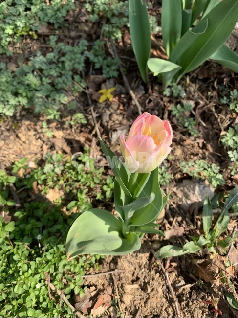 식물,꽃,flower,자연,한송이