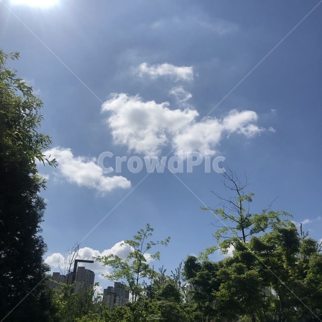 하늘,날씨,맑음,구름,나무,여름,가을,자연,풍경