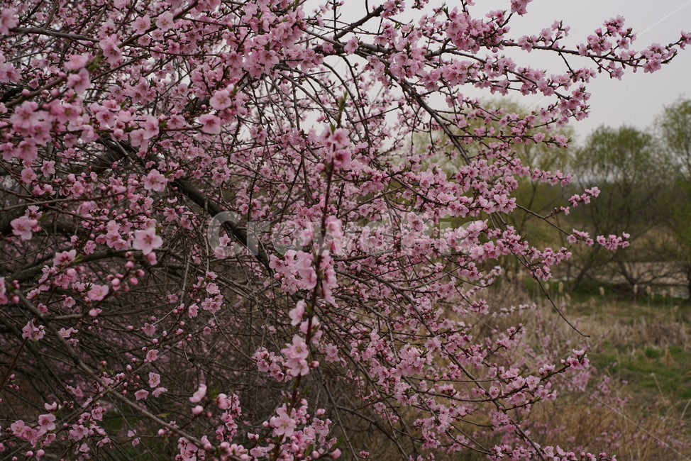 복사꽃,복숭아,꽃,복숭아꽃,봄
