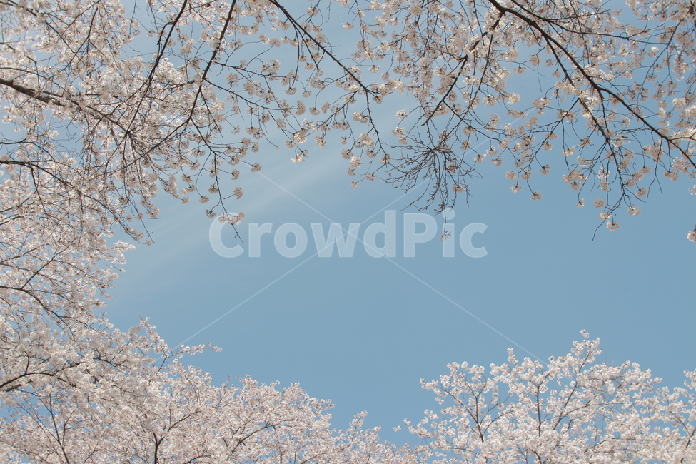 하늘,벚꽃,벚나무,봄나무,하늘벚꽃,봄,계절,spring,season,flower,꽃,cherry blossom,blossom,plant,식물