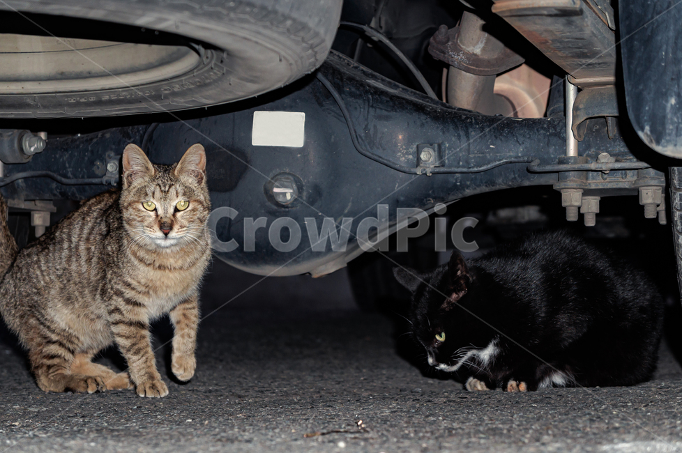 animal,동물,애완동물,포유류,cat,고양이,동물,animal,포유류,mammal,고양이,cat,kitten,kitty
