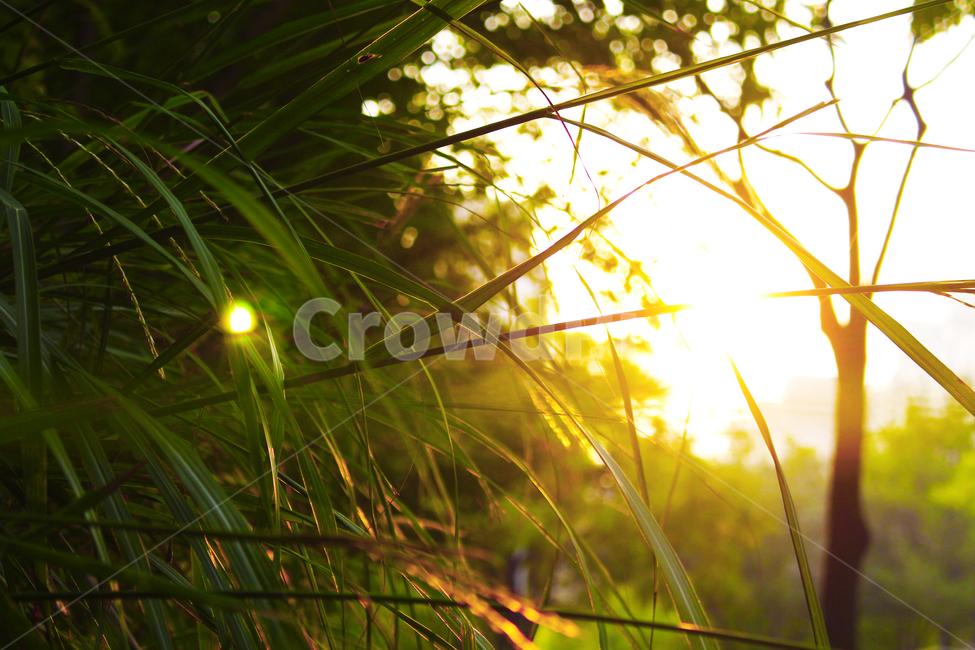 햇빛,풀,나무,일출,일몰,눈부심,이슬,아침,식물,자연,plants,nature
