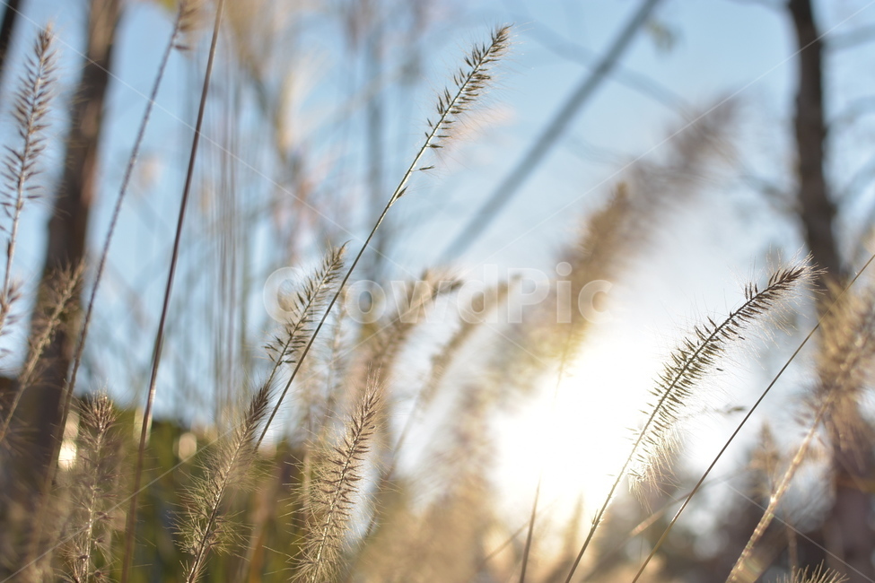 감성,감성사진,자연,강아지풀,오후,가을,계절,fall,autumn,season,식물,자연,plants,nature,plant,grass,잔디,lawn