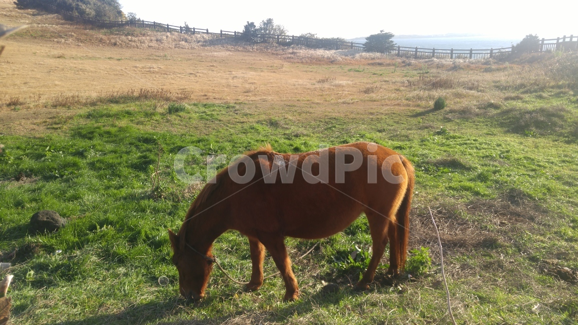 서귀포,말,서귀포바다,들판,하늘,자연,구름,제주도,제주도자연풍경,horse,jejuisland,jeju,제주도말,동물,동물,animal,포유류,mammal