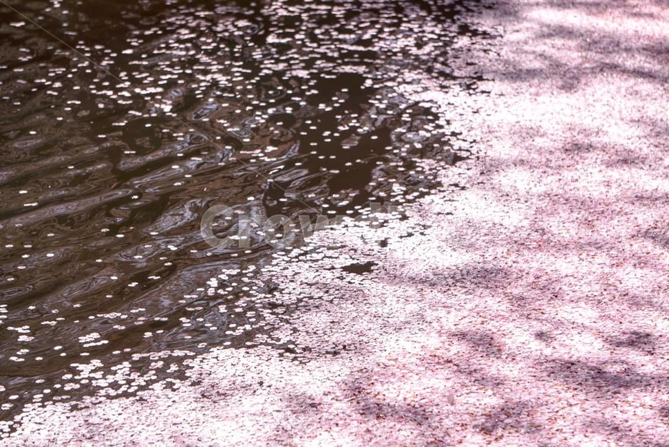 spring,cherry blossom petals,cherry blossom petals on water,Cherry Blossom,Cherry Blossom Ending,season,Emotion,lake,wave