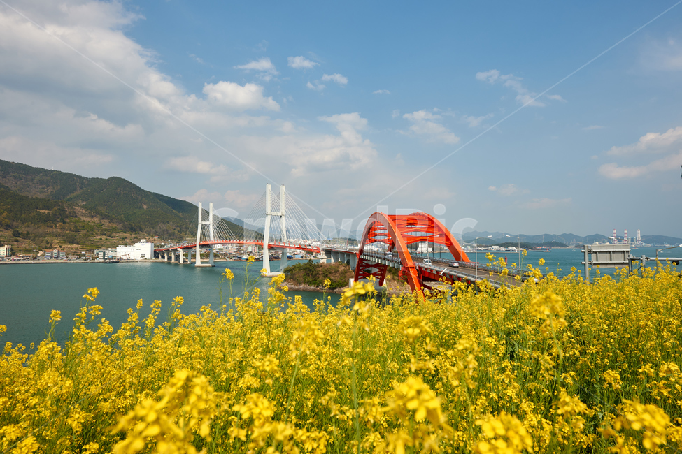 유채,삼천포대교,삼천포유채밭,바람,바다,봄,계절,spring,season,자연,풍경,nature,landscape,한국자연풍경,한국자연경관,korea nature landscape,식물,plants,꽃,flower