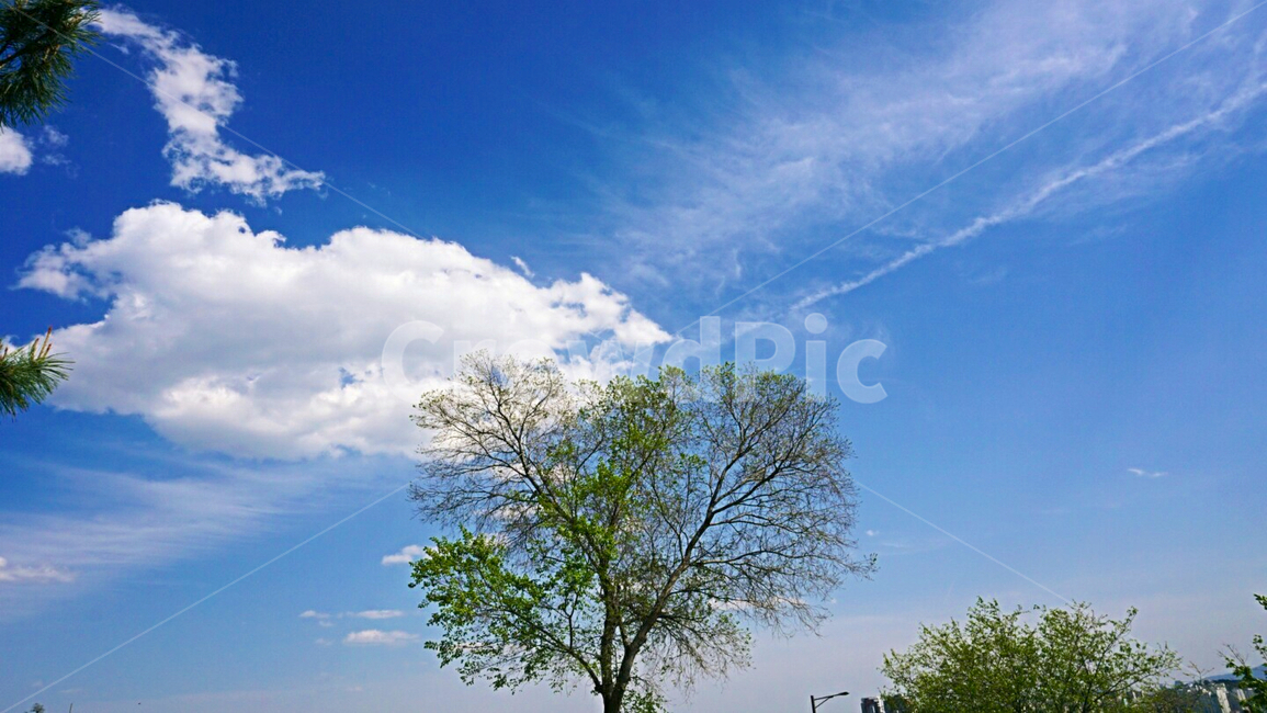 하늘,나무,구름,풍경,날씨,sky,view,계절,tree,안정,봄,spring,푸른하늘,자연,분위기,서울,맑은하늘,봄내음