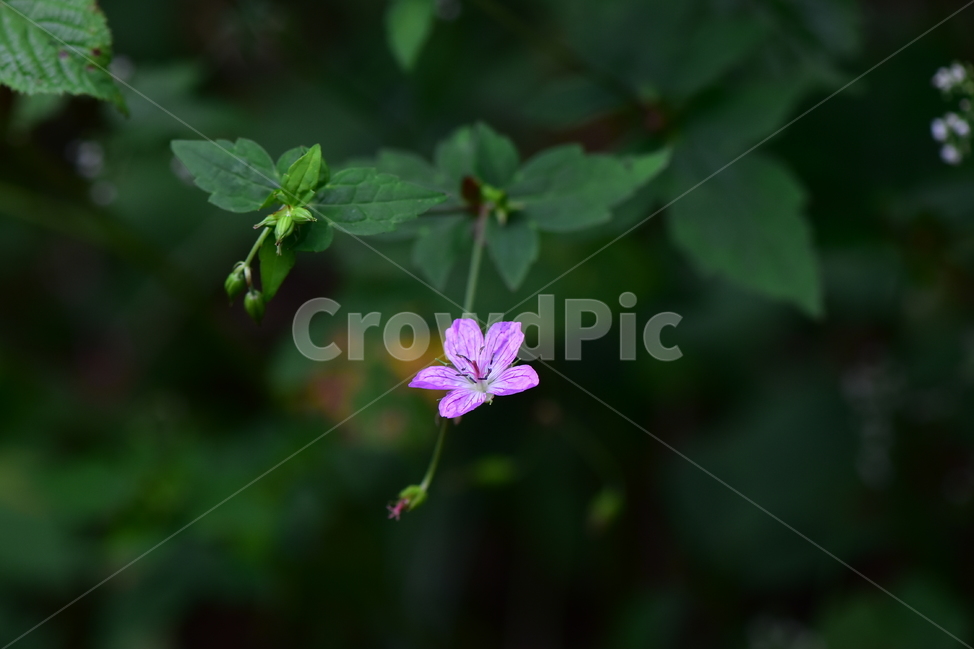 큰세잎쥐손이,야생화,식물,자연,꽃,생태,힐링,플라워,wildflower,flower,plants,nature,season,감성,느낌,emotion,feeling,여름,분홍색,여러해살이풀,쥐손이풀과,쥐손이풀속,식물,자연,plants,nature,꽃,flower
