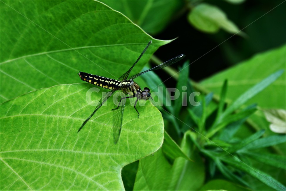 배치레잠자리,잠자리과,곤충,동물,자연,동물,animal,곤충,벌레,insect,bug