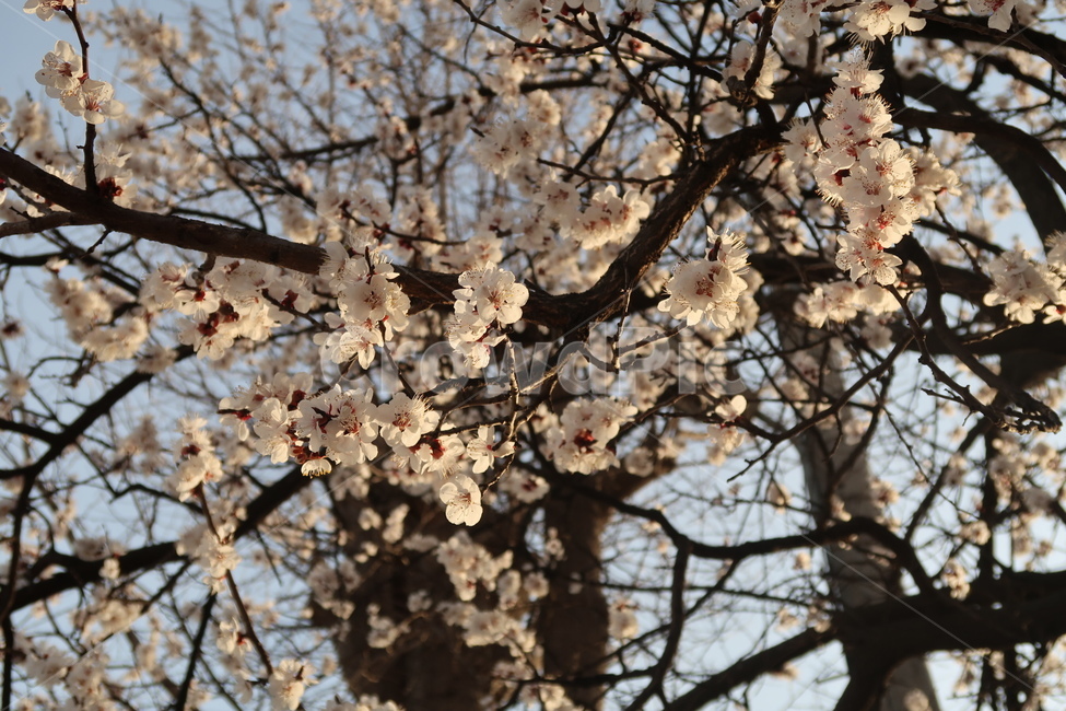 벚꽃,봄,flower,blossom,꽃