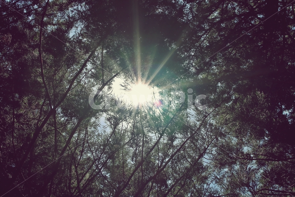 제주도,사려니숲길,사려니,해,숲,자연,풍경,nature,landscape,휴식,힐링,rest,relaxation,healing,light,빛,flare,플레어,sunlight,햇빛
