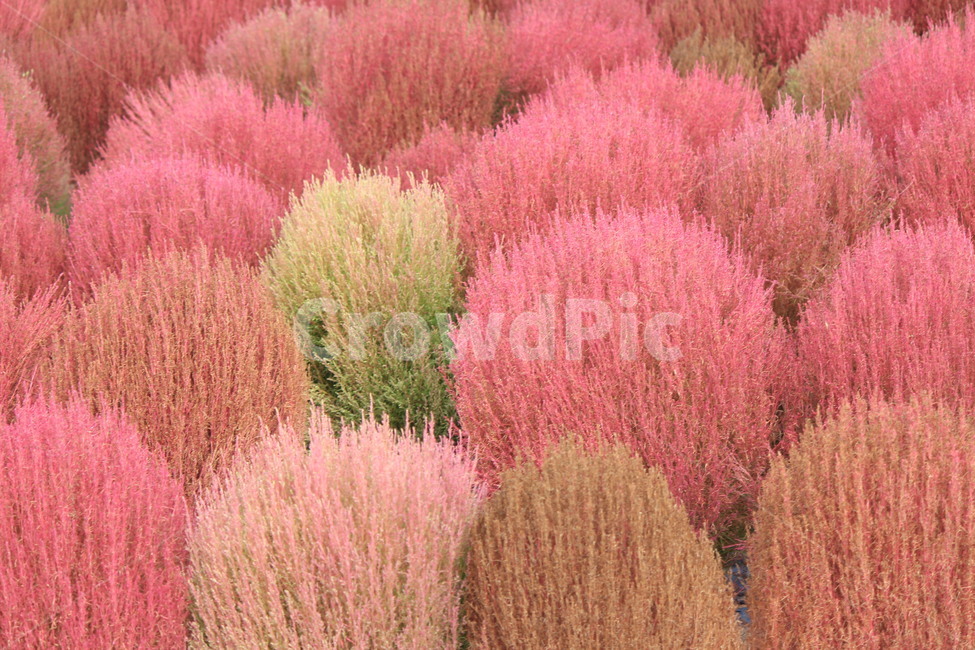 댑싸리,분홍,식물,나무,vegetation,plant,초목,tree,식물,자연,plants,nature