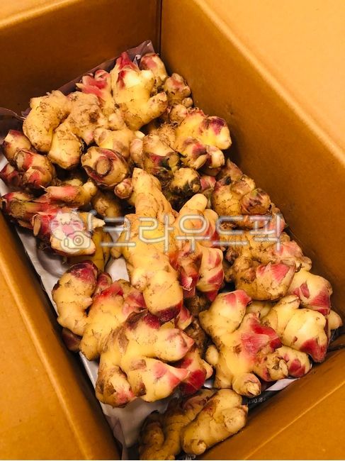 생강,안동생강,국산생강,흙생강,햇생강,싱싱한,신선한,식자재,식재료,자연,Ginger,AndongGinger,DomesticGinger,SoilGinger,FreshGinger,Fresh,FoodIngredients,Ingredients,Nature