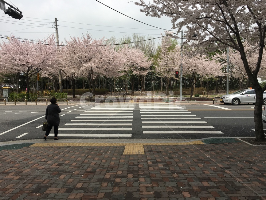벚꽃,횡단보도,인간,road,신호등,교통,교통수단,traffic,transportation