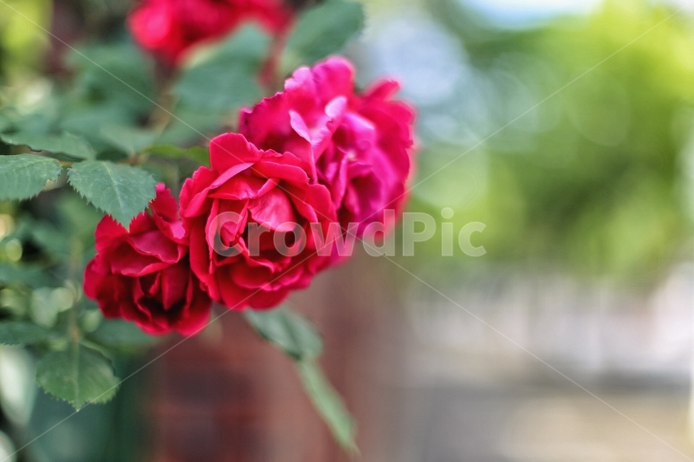 장미,6월,여름,꽃,자연,식물,자연,plants,nature,꽃,flower