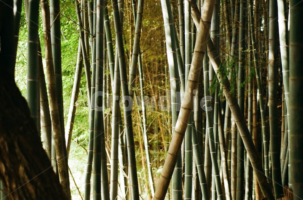 대나무,숲,대나무숲,자연,초록,forest,green,bamboo,필름,film,휴양,안정,자연,풍경,nature,landscape,plant,식물