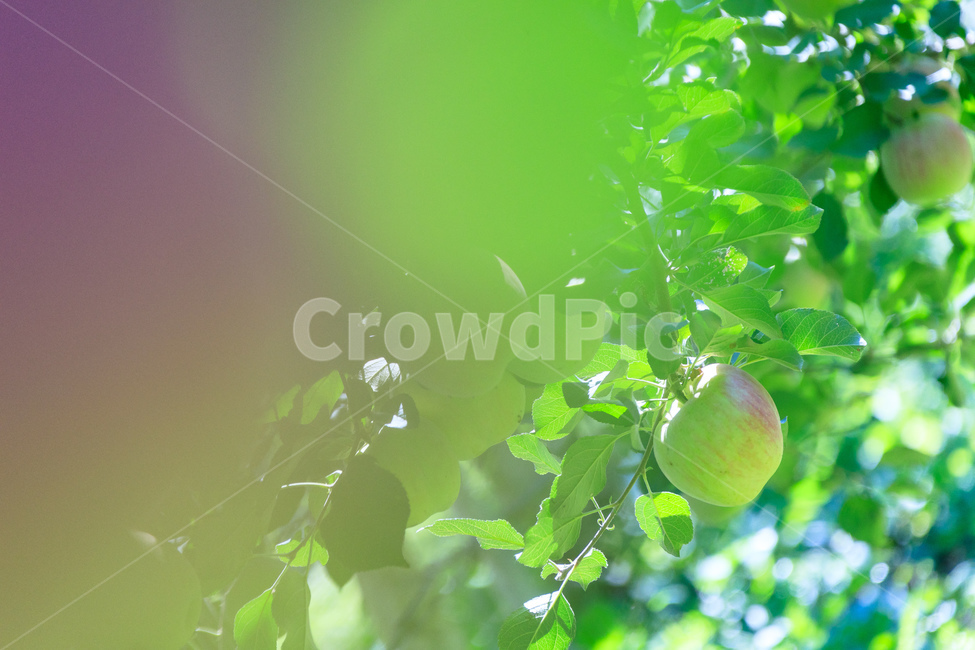 사과,나무,과일나무,사과나무,과수원,과일,농업,수확,식물,자연,plants,nature,과일,열매,fruit