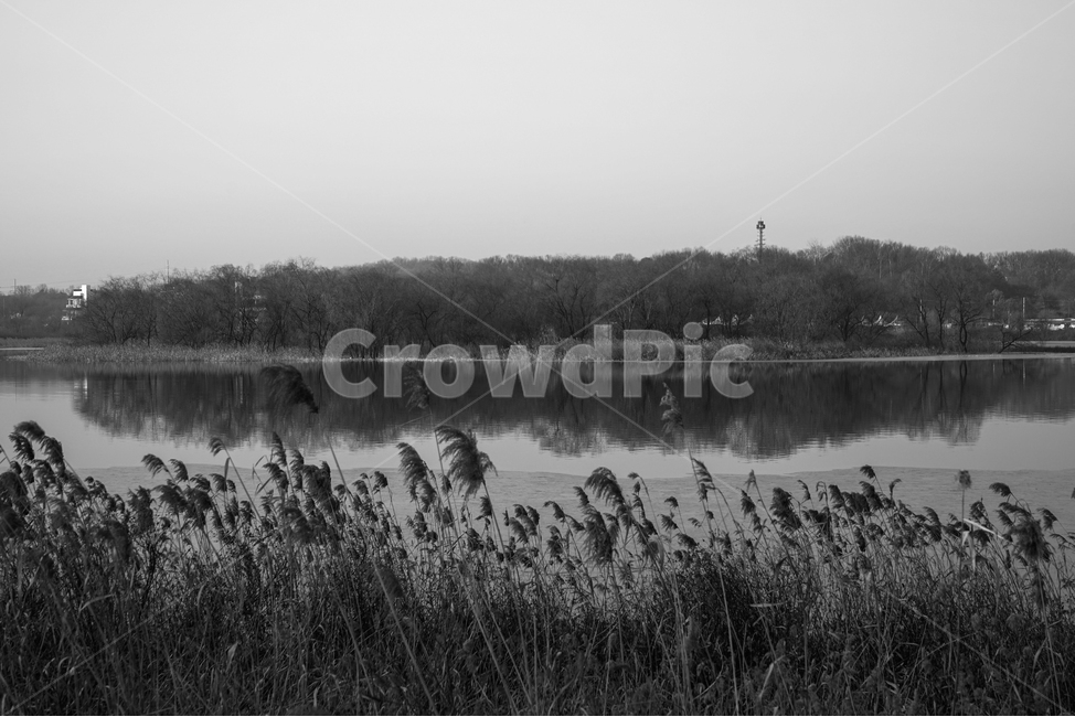 호수,섬,갈대,풀,갈대꽃,겨울,감성,계절,풍경,자연,자연,풍경,nature,landscape,흑백,모노톤,monochrome,black and white,grass,잔디,plant,식물,lawn,reed