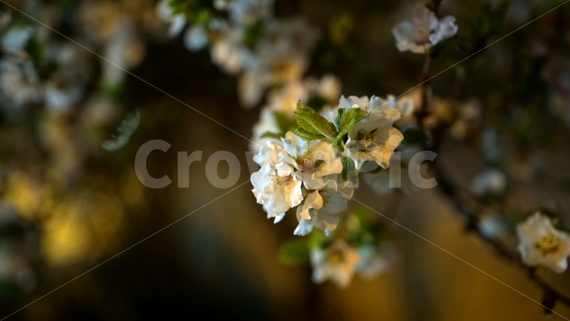 꽃,벗꽃,사쿠라,봄,나무,밤,어두운,어둠,야경,조명,라이트,마을,동네,sakura,flower,플라워,나뭇가지,자연,식물,풍경,벚꽃,식물,자연,plants,nature,감성,sensible,feeling,봄,계절,spring,season,꽃,flower,야경,밤,풍경,nightscape,night,landscape,plant