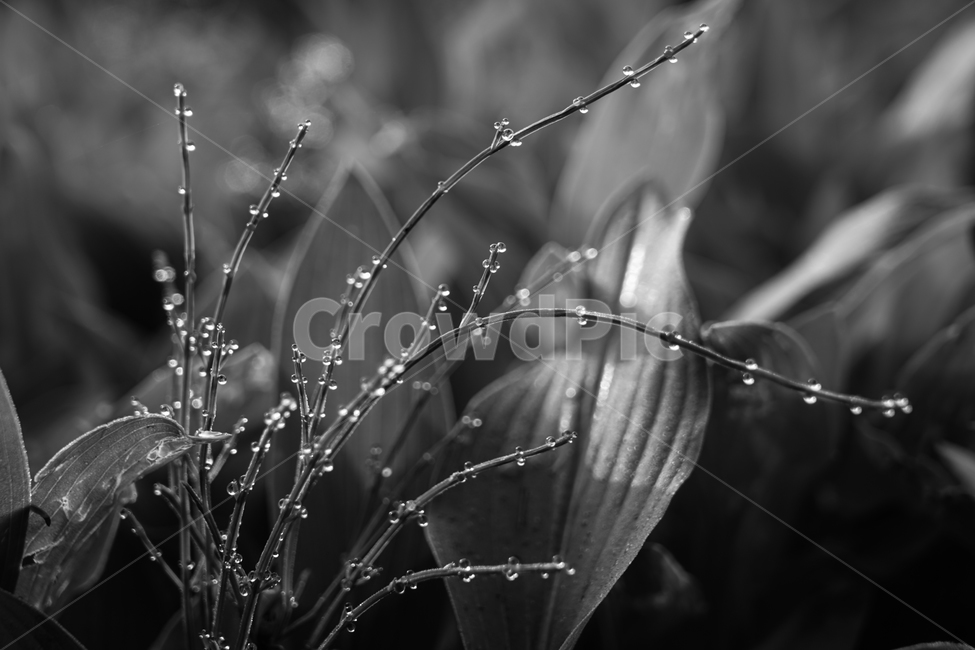 야생,식물,이슬,자연,아침,식물,자연,plants,nature,흑백,모노톤,monochrome,black and white