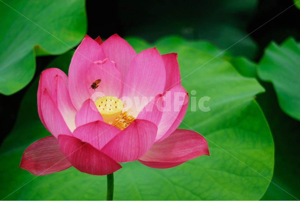 식물,연꽃,연,벌,plant,식물,자연,plants,nature,꽃,flower,곤충,벌레,insect,bug