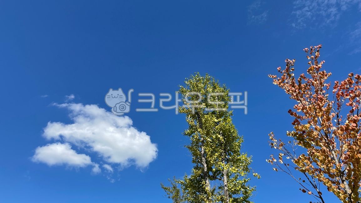 sky,nature,pretty sky,clouds,cloud,fall,background,autumn,Sky of Autumn,cassia tree