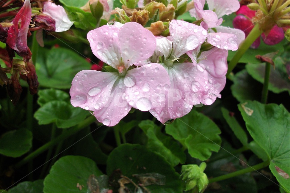 꽃,아름다움,비,물방울,자연,싱그러움,flower,rain,fresh,beautiful,plant,식물,자연,plants,nature,꽃,flower