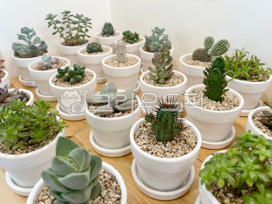 다육이,다육식물,식물,플랜테리어,선인장,봄,화분,식목일,자연,인테리어,plant,nature
