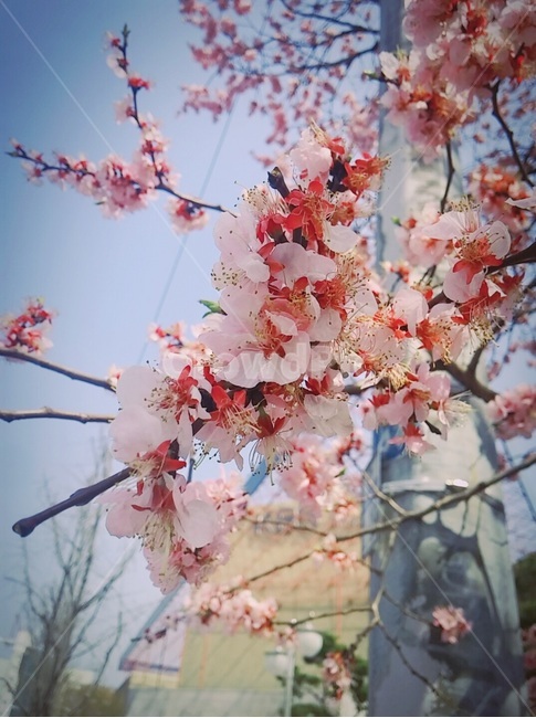 벚꽃,봄,자연,나무,벚꽃놀이,오밀조밀,봄,계절,spring,season,식물,자연,plants,nature,꽃,flower,plant,blossom