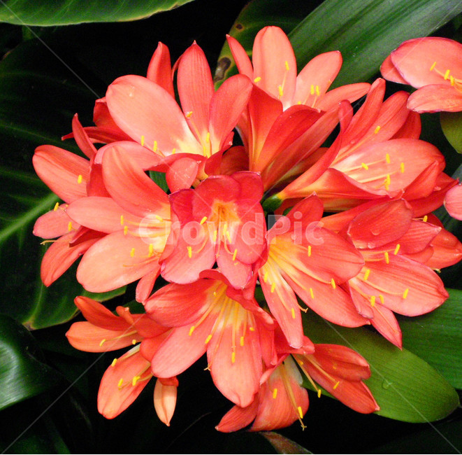 군자란,whatisagunja,꽃,flower,식물,plant,색감,색상,color,연붉은색,lightred,감성,sensble,식물,자연,plants,nature,꽃,flower