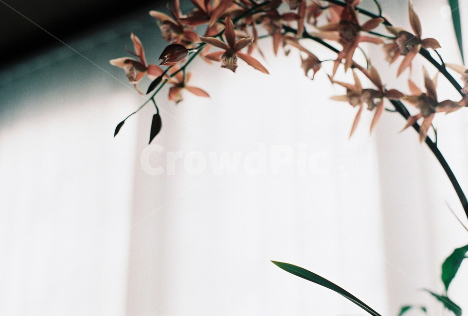 난,난꽃,창문,햇살,식물,orchid,flower,window,sunshine,inner,실내,따뜻한,아늑한,식물,자연,plants,nature,꽃,flower,실내용화초,화분,화초,house plant,감성,sensible,feeling
