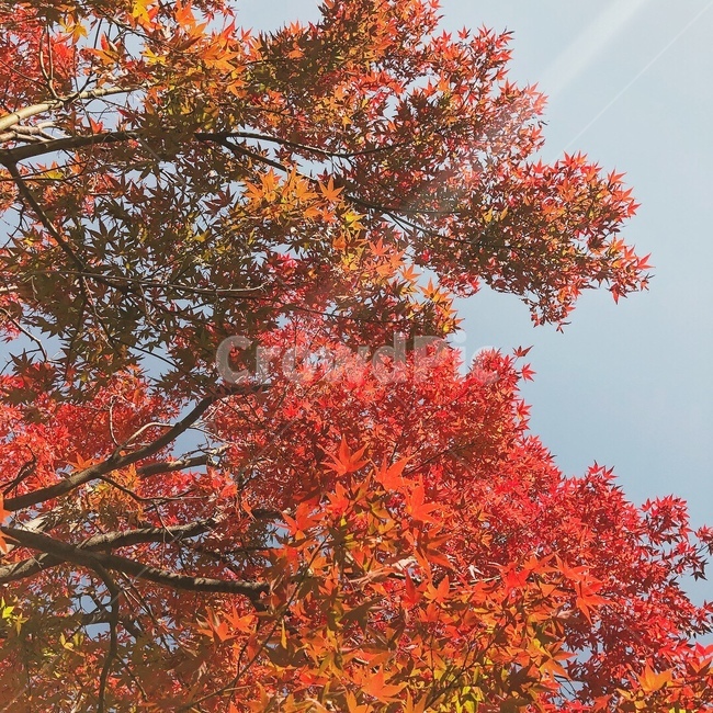 가을,단풍,빨강,나무,가을단풍,가을,계절,fall,autumn,season,식물,자연,plants,nature,나무,trees,wood,plant,leaf,잎,tree,maple