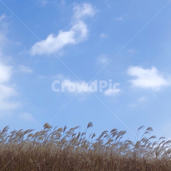 갈대,억새,가을풍경,구름,하늘,자연,풍경,nature,landscape,plant,식물,grass,잔디,lawn