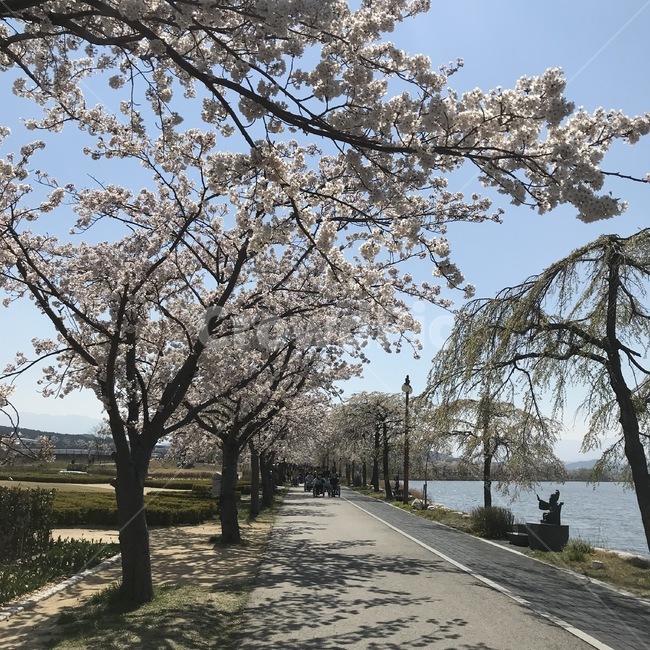 강원도,산책로,호수,공원,벚꽃,꽃,gangwondo,lake,walk,park,flower,cherryblossoms