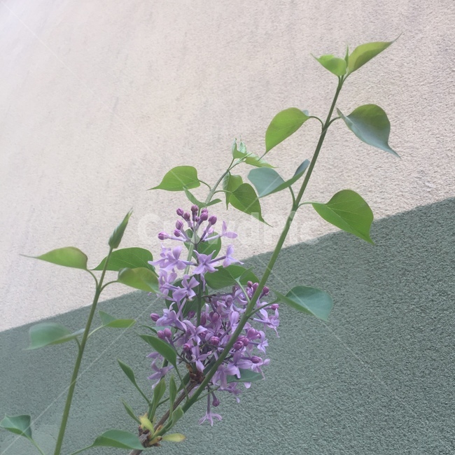 벽,보라색꽃,그린,계절,springseason,식물,자연,plants,nature,꽃,flower,나무,trees,wood,감성,sensible,feeling,spring,korea,sky,blossom