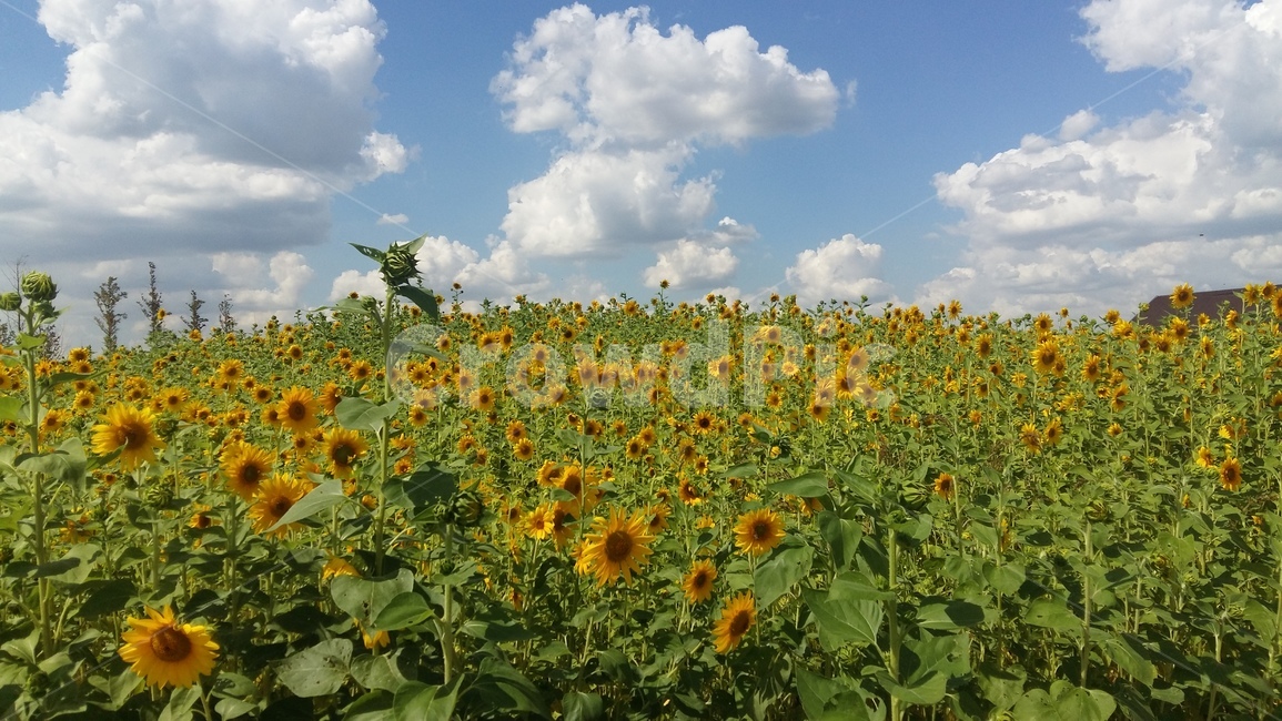 해바라기,꽃,하늘,가을,구름,자연,풍경,nature,landscape,식물,plants,꽃,flower