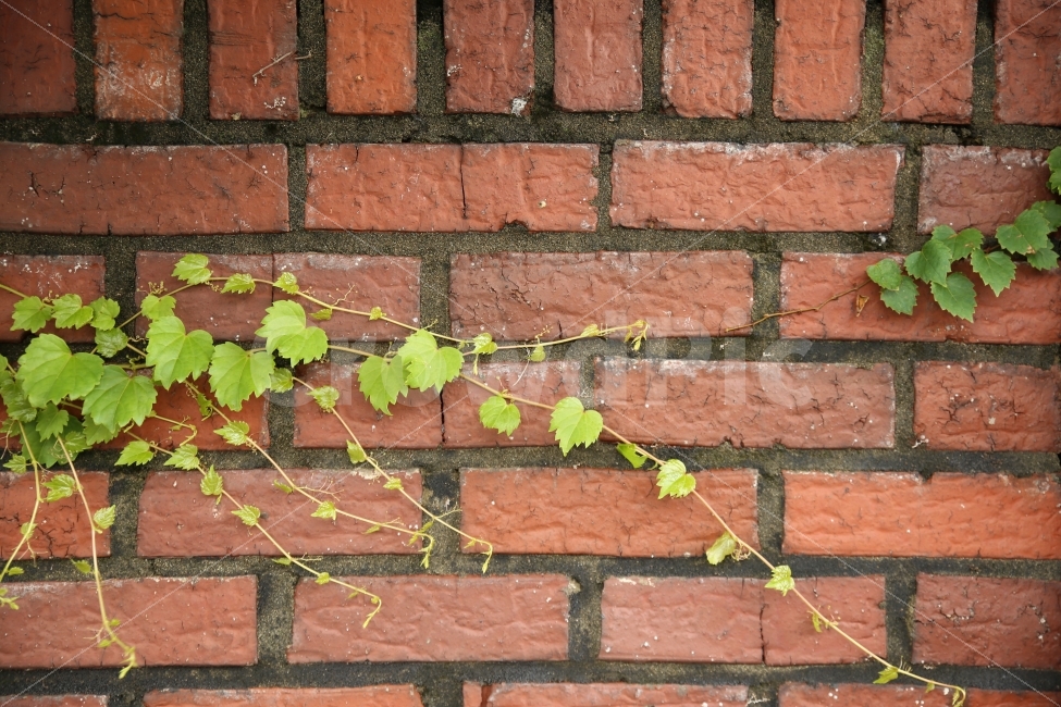 담벼락,풀,담장,넝쿨,감성,배경화면,느낌,식물,자연,plants,nature