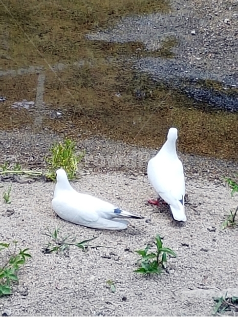 비들기,한쌍,잉꼬비들기,새,bird,동물,동물,animal,조류,새,birds