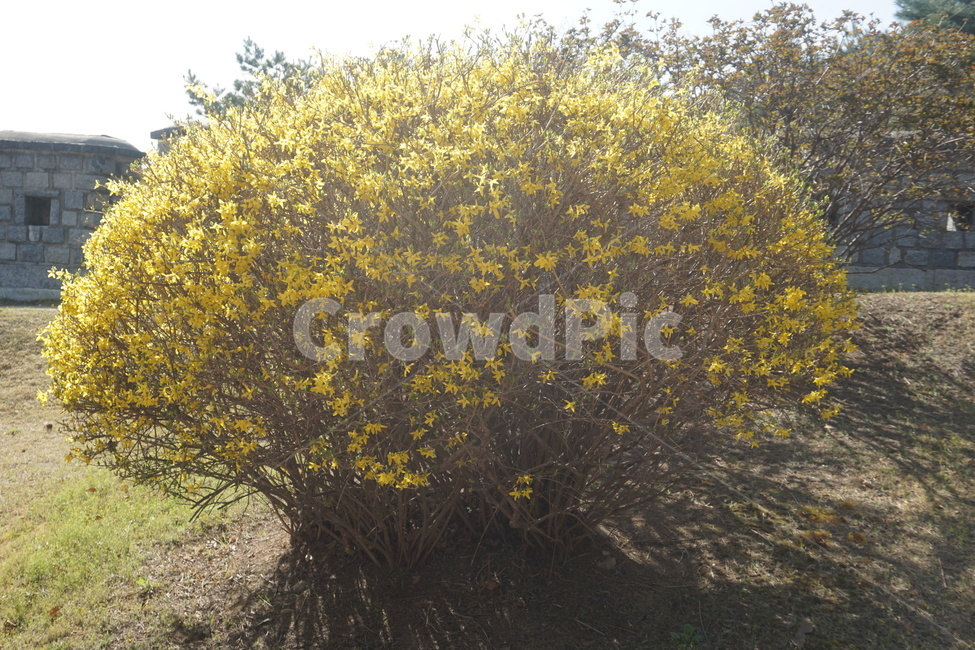 꽃,봄,개나리,노란색,식물,봄,계절,spring,season,plant