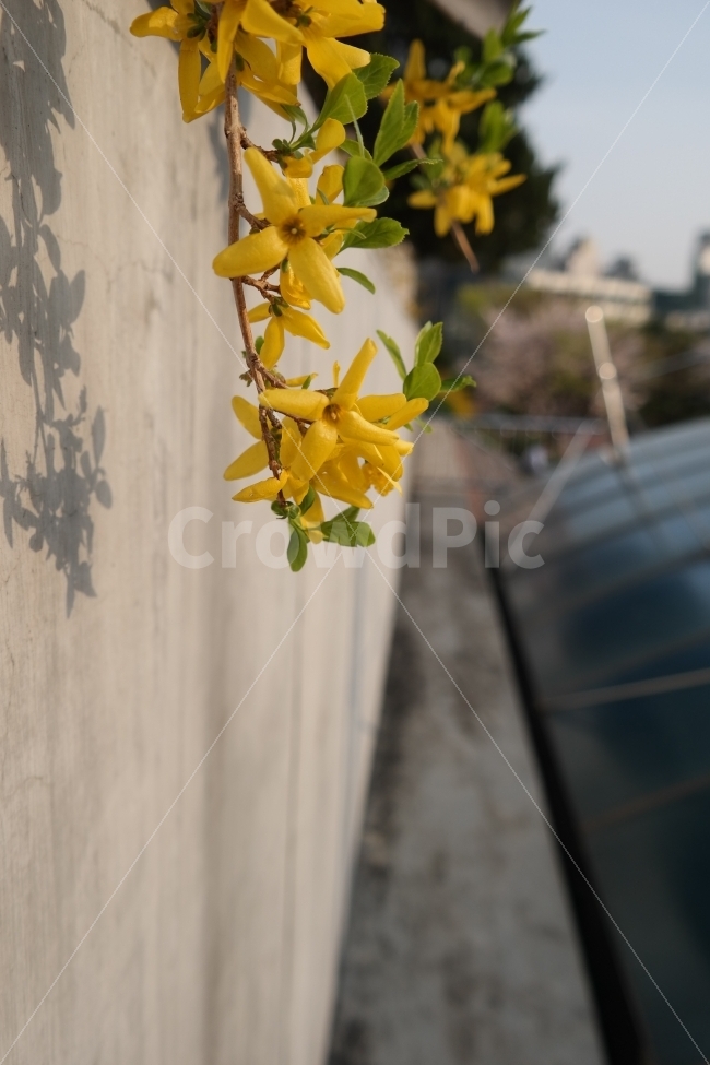 개나리,꽃,봄,나무,학교,줄기,노랑,식물,자연,plants,nature,봄,계절,spring,season,꽃,flower,plant