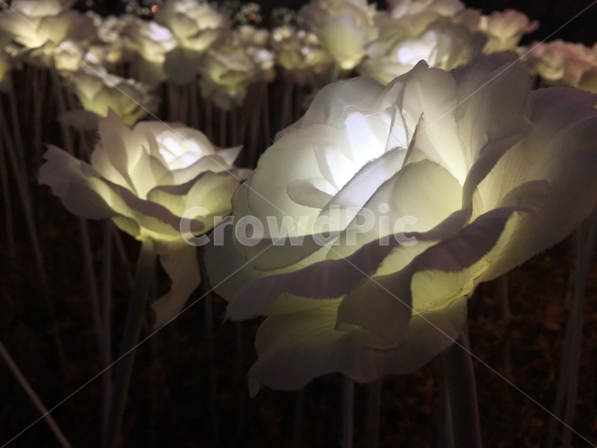 장미,야경,꽃,밤에피는장미,장미꽃,야경,밤,풍경,nightscape,night,landscape,꽃,flower,plant,식물,rose,blossom
