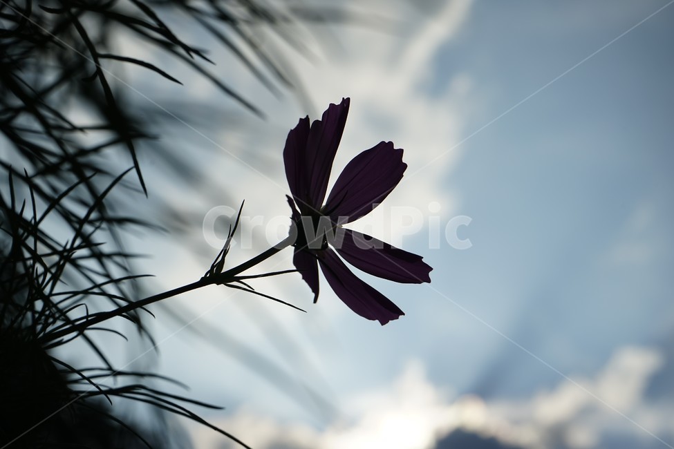 가을,코스모스,계절,분홍,식물,flower,꽃,blossom,plant,가을감성,계절사진,하늘하늘,역광,가을꽃,식물,자연,plants,nature,꽃,flower