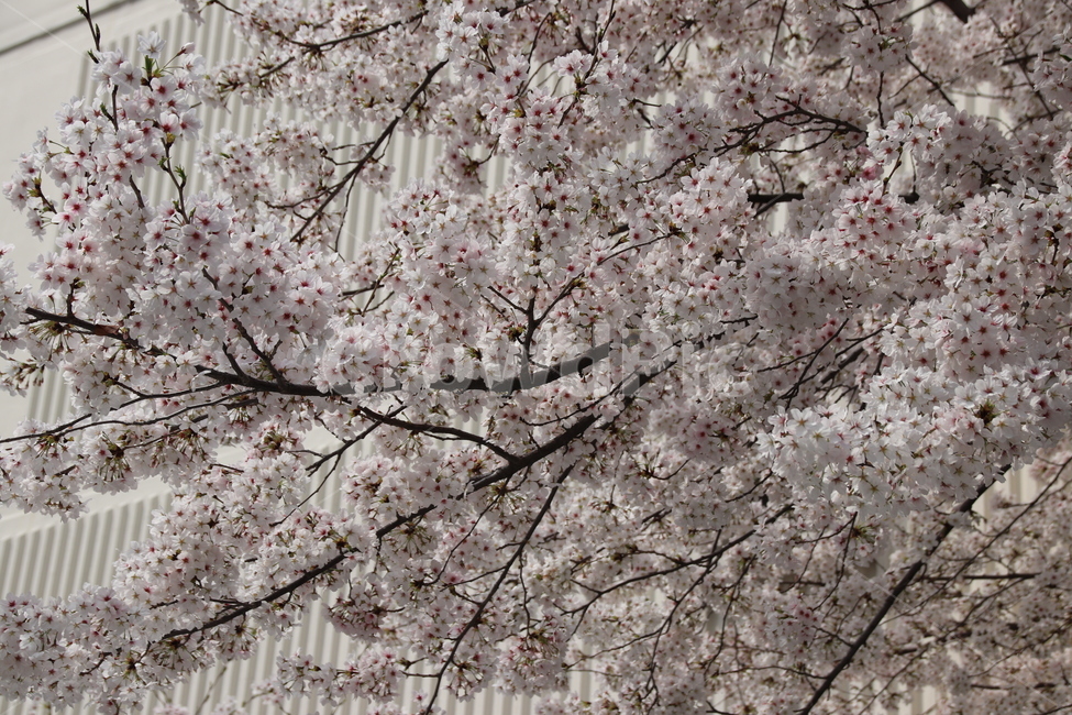 벚꽃,꽃,꽃나무,자연,풍경,봄,계절,spring,season,식물,자연,plants,nature,꽃,flower,plant,blossom,cherry blossom