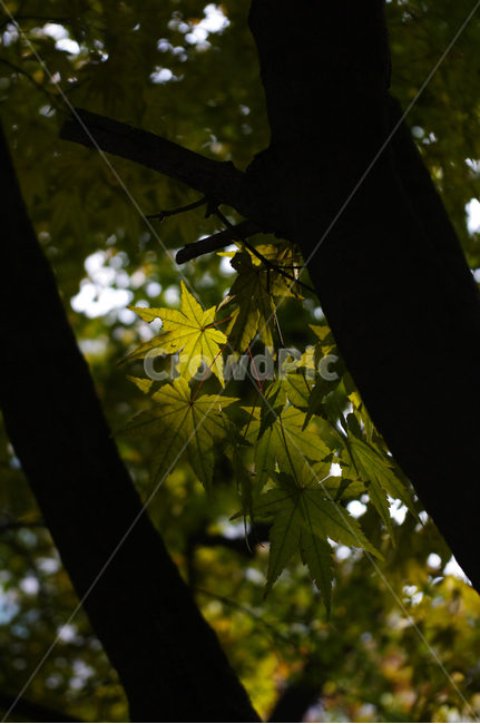 가을,단풍,나무,식물,plant,자연,nature,식물,자연,plants,nature