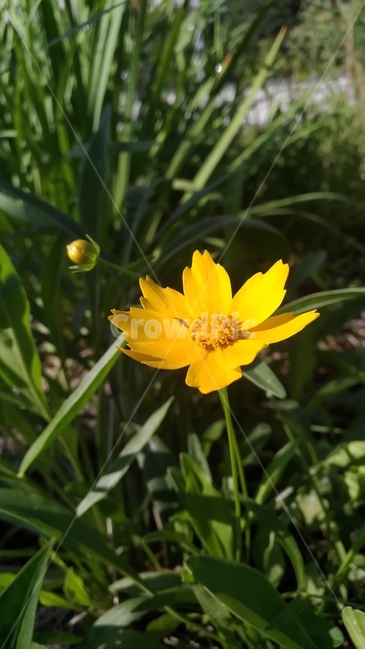 꽃,노랑색,꽃봉오리,핌,혼자,식물,자연,plants,nature,꽃,flower