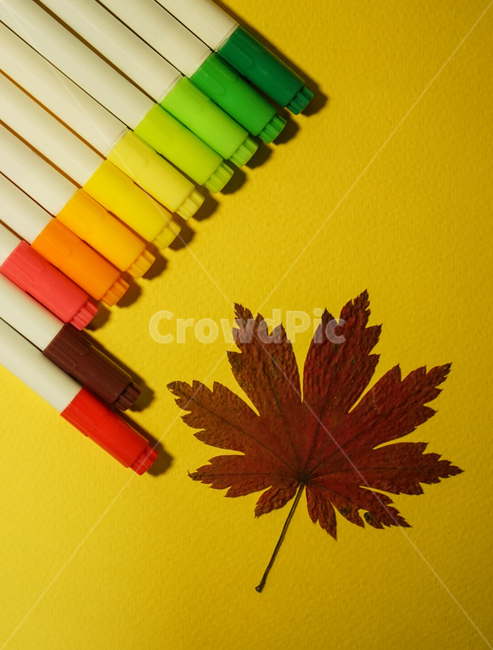 싸인펜,낙엽,단풍,컬러,노랑,그리움,fall,color,사무용품,가을,계절,fall,autumn,season,학용품,문구류,사무용품,school supplies,stationery,office supplies,plant,식물,leaf,잎