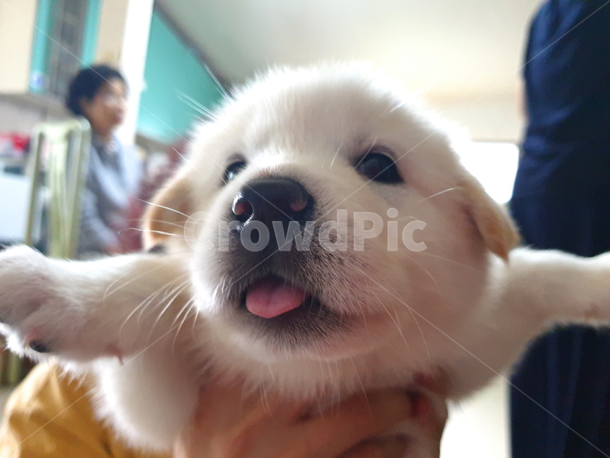강아지,개,동물,새끼,진돗개,백구,귀염둥이,포유동물,반려동물,반려견