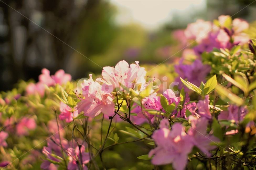 꽃,자연,분홍,접사,연두색,식물,자연,plants,nature,꽃,flower